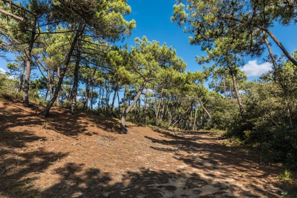 la foret domaniale la barre de monts